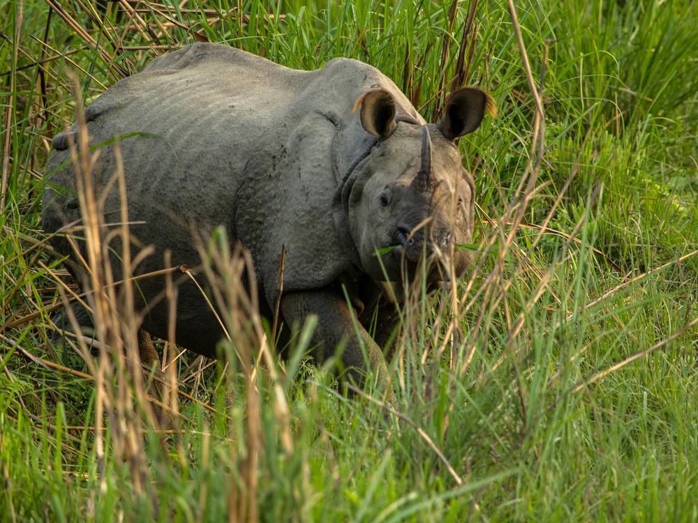 Nepal Rhino