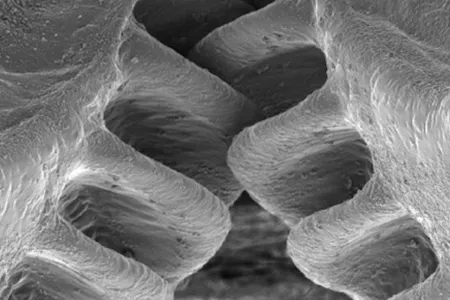 The small hopping insect Issus coleoptratus uses toothed gears (magnified above with an electron microscope) to precisely synchronize the kicks of its hind legs as it jumps forward.