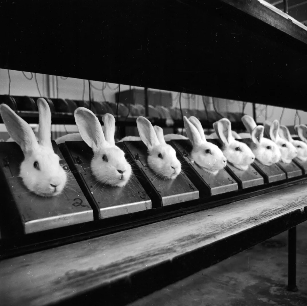 white rabbits in containers in a lab with their heads sticking out