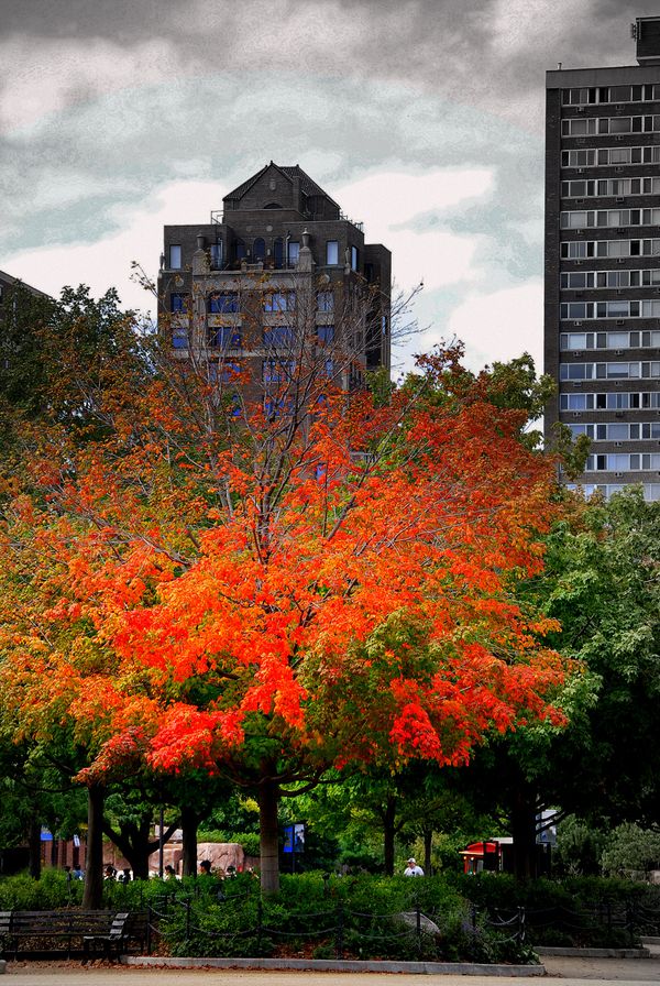 Fall in Lincoln Park Chicago Il thumbnail