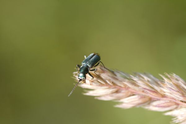 Malachite Beetle, Malachius bipustulatus thumbnail