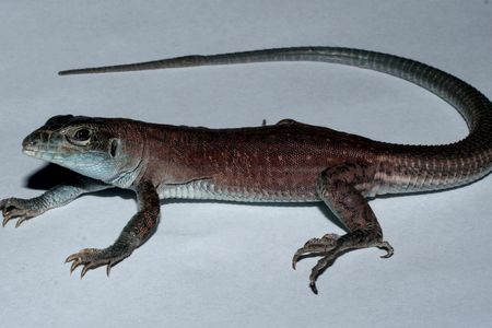 Aspidoscelis neavesi, a species unlike any other. 