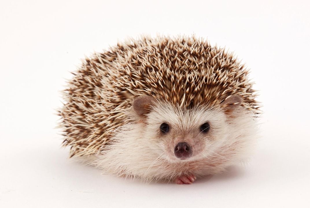 The Secret Life of Urban Hedgehogs | Smart News| Smithsonian Magazine