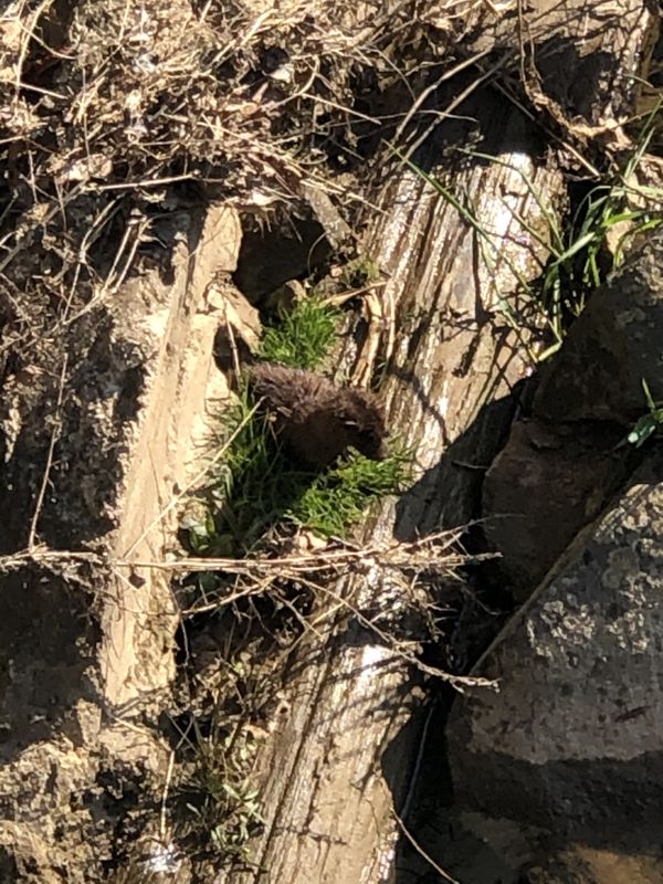 A mink along creek thumbnail