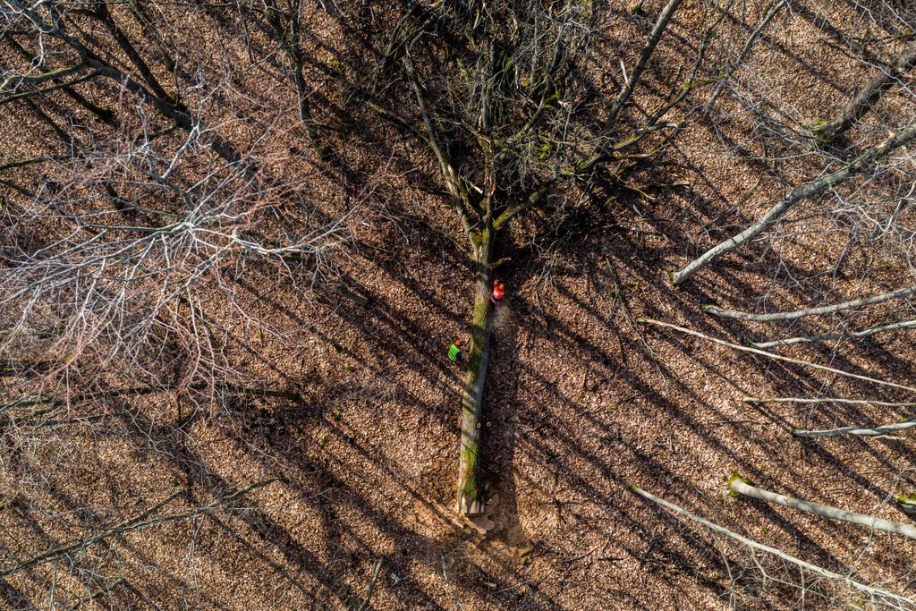 An aerial view of a tall tree, just felled, which lies on its side in the middle of a forest