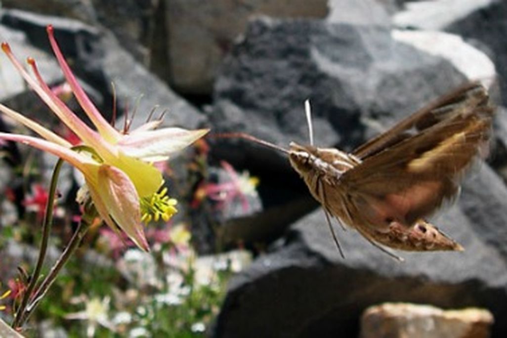 Hawkmoths prefer columbines with long, slender spurs.