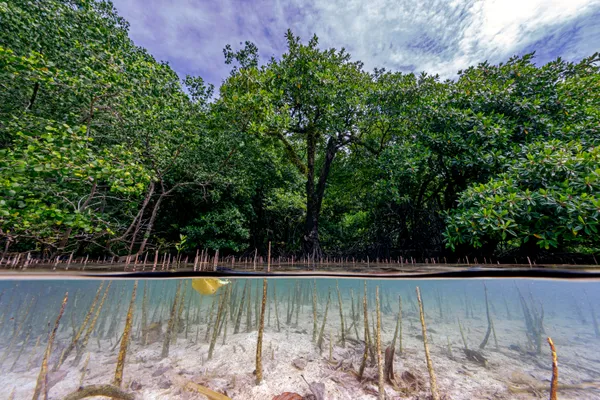 Mangrove Mingle thumbnail