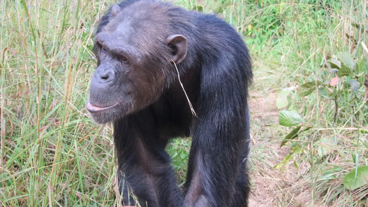 Some Chimps Are Putting Grass in Their Ears For No ...