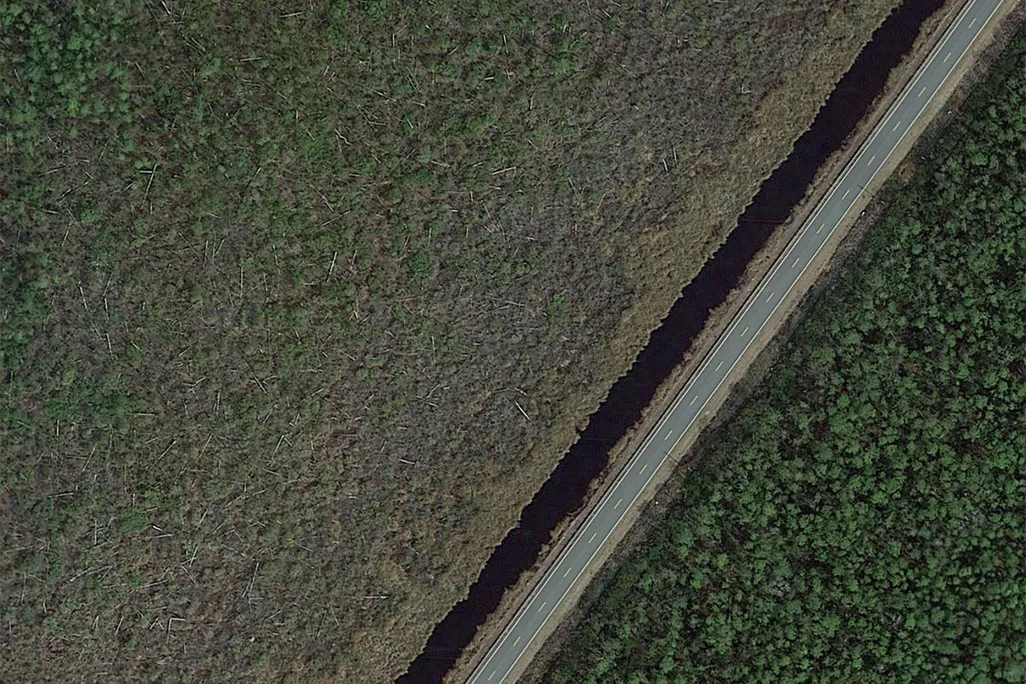 Ghost Forest From Above