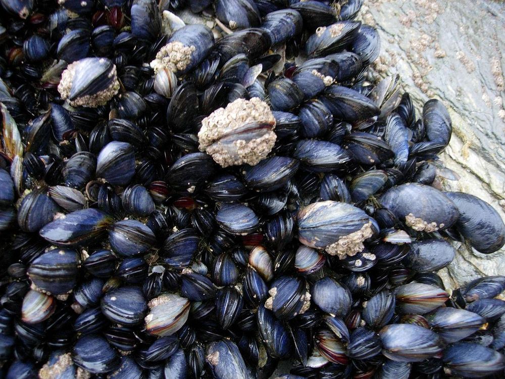 1200px-CornishMussels.jpg