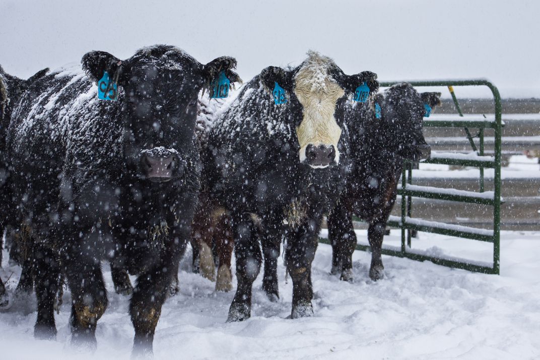 Heifers on a snowy March day | Smithsonian Photo Contest | Smithsonian ...