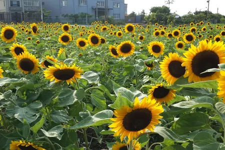 It's all about the sunflowers at Sun & Green