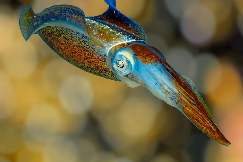 colorful-squid.jpg