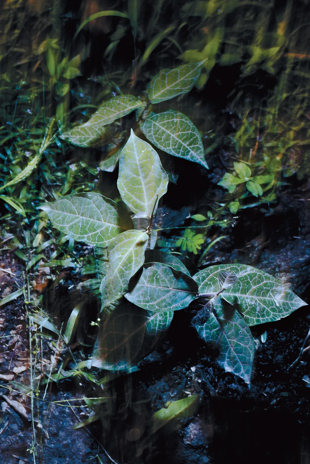the nerve or mosaic plant