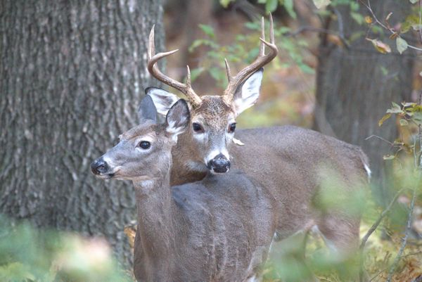 White Tailed Buck and Doe thumbnail