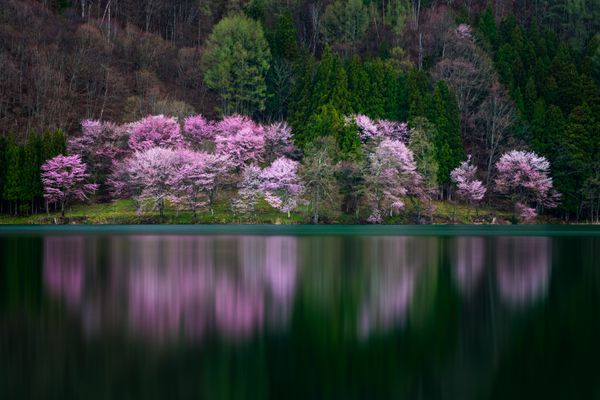 Cherry blossoms at Lake Nakatsuna thumbnail
