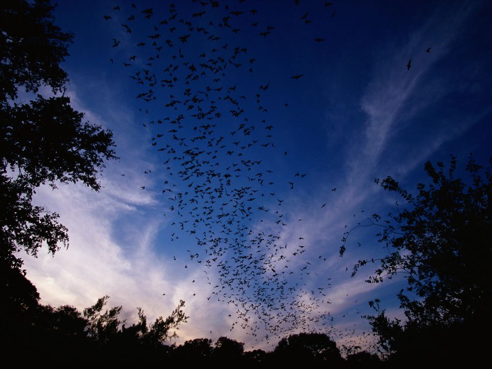 Nature's Symphony: The Astonishing Sixth Sense of Bats and