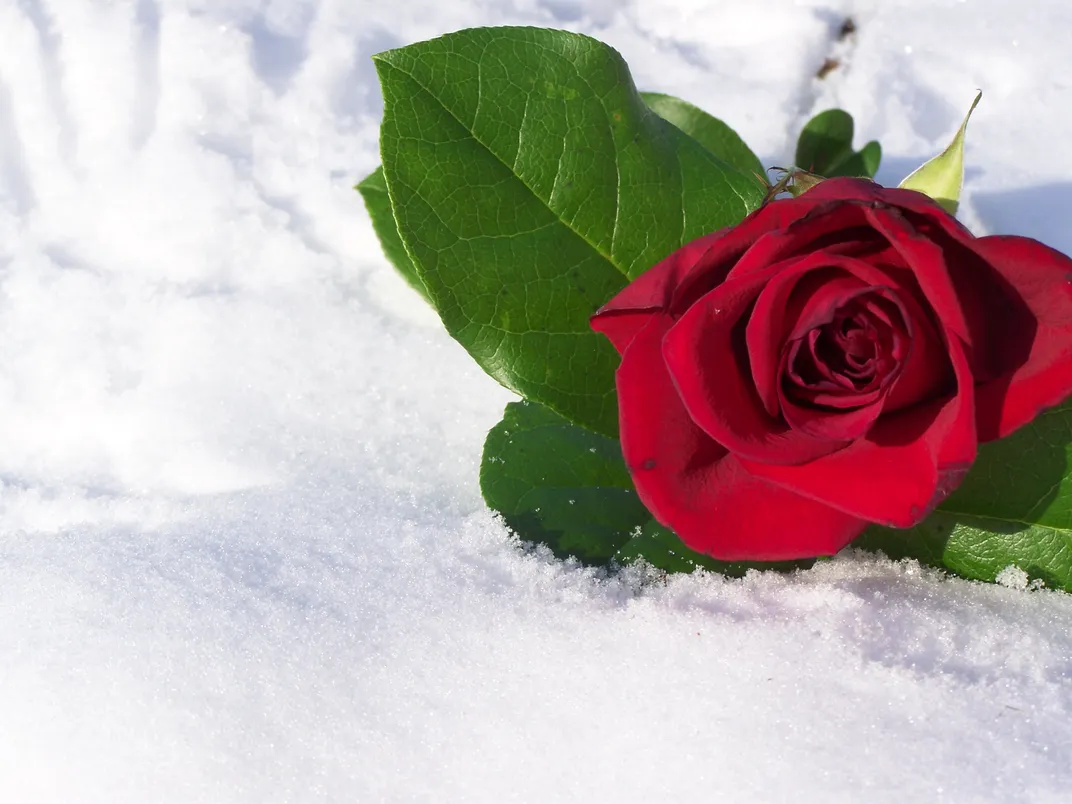 Rose in snow | Smithsonian Photo Contest | Smithsonian Magazine