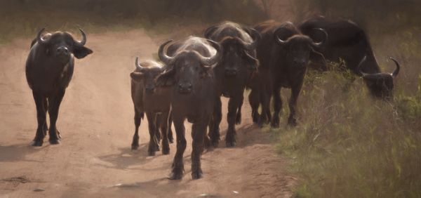 A buffalo herd blocking the road thumbnail