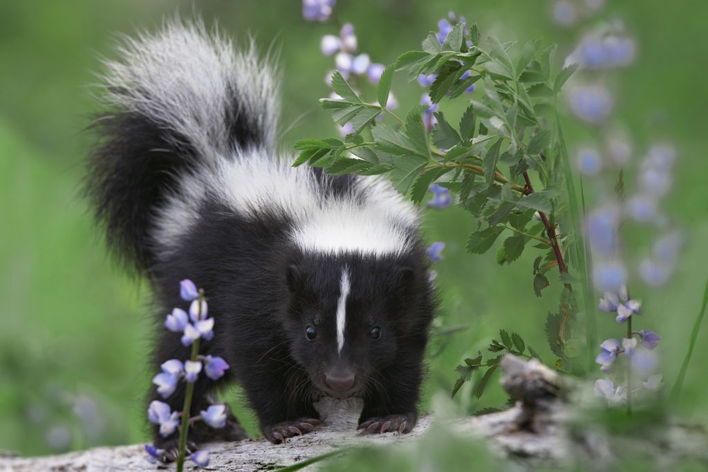 skunk