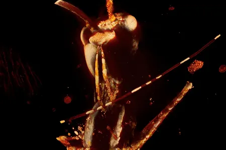 The hell-ant's fearsome fangs are on full display in this 3D false-color rendering of a Haidomyrmex scimitarus queen, produced by combining several hundred two-dimensional x-ray snapshots.