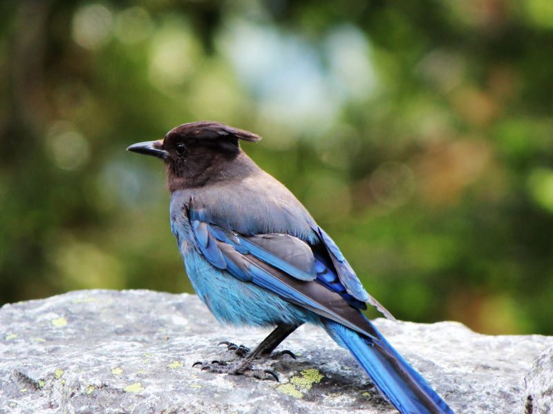 A Blue Bird in Mt. Rainier | Smithsonian Photo Contest | Smithsonian ...