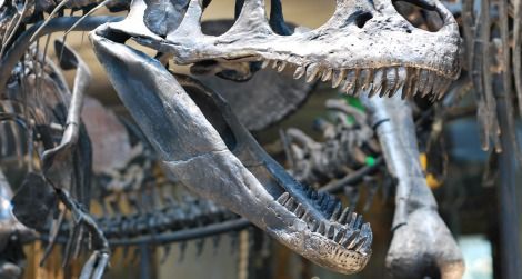 An Allosaurus threatens a Stegosaurus at the Natural History Museum of Los Angeles County.