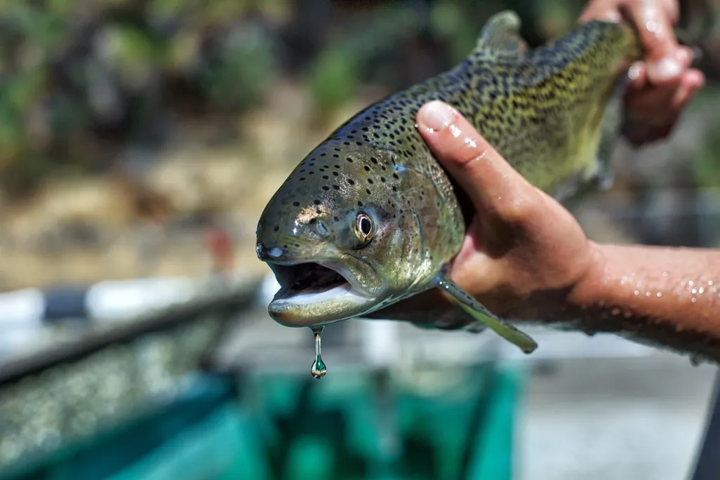 Salmon in a person's hands