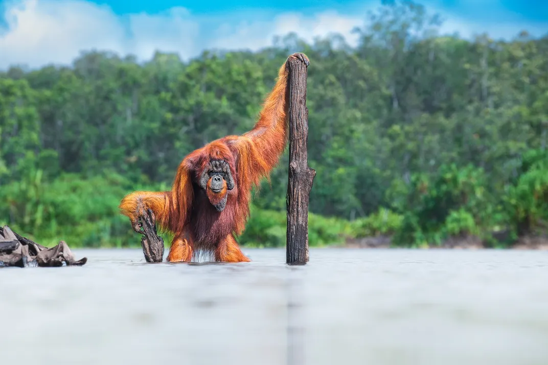 An image of a male orange orangutan holding a tree trunk