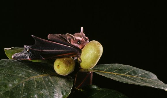 uroderma_bilobatum_bites_fig_fruit_photo_by_merlin_tuttle.jpg