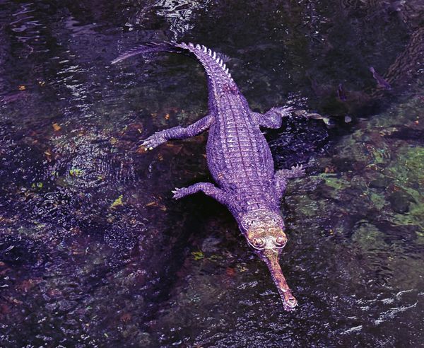 Asian crocodilian also known as  the gavials thumbnail