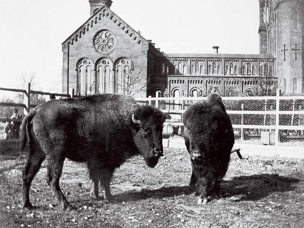 Bison at Smithsonian Castle