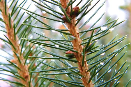 Needle drop is one of the traits plant scientists at the Christmas Tree Research Center at Dalhousie University are hoping to improve.