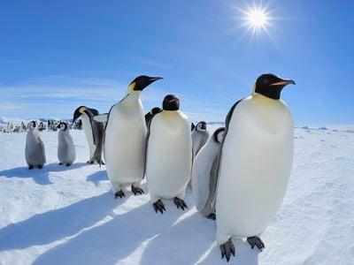 The current rate of climate change does not bode well for penguins.