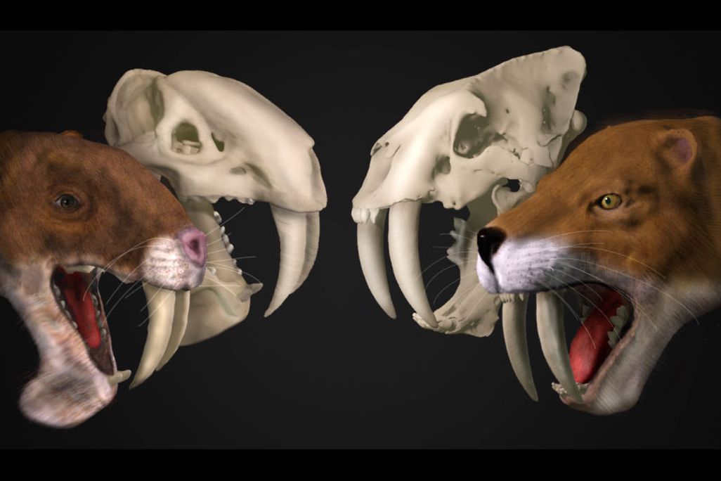 Two digital images of a large saber-tooth cat head next to their skulls