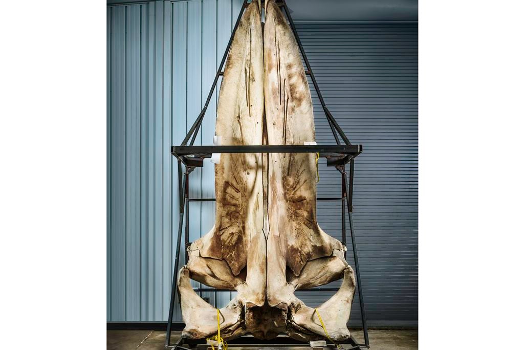 Blue Whale Skull