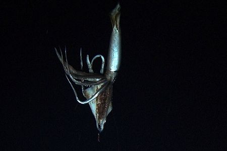 A living giant squid, captured for the first time on film.
