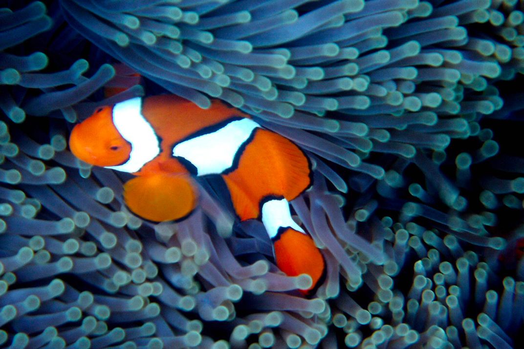 Clownfish and Anemone