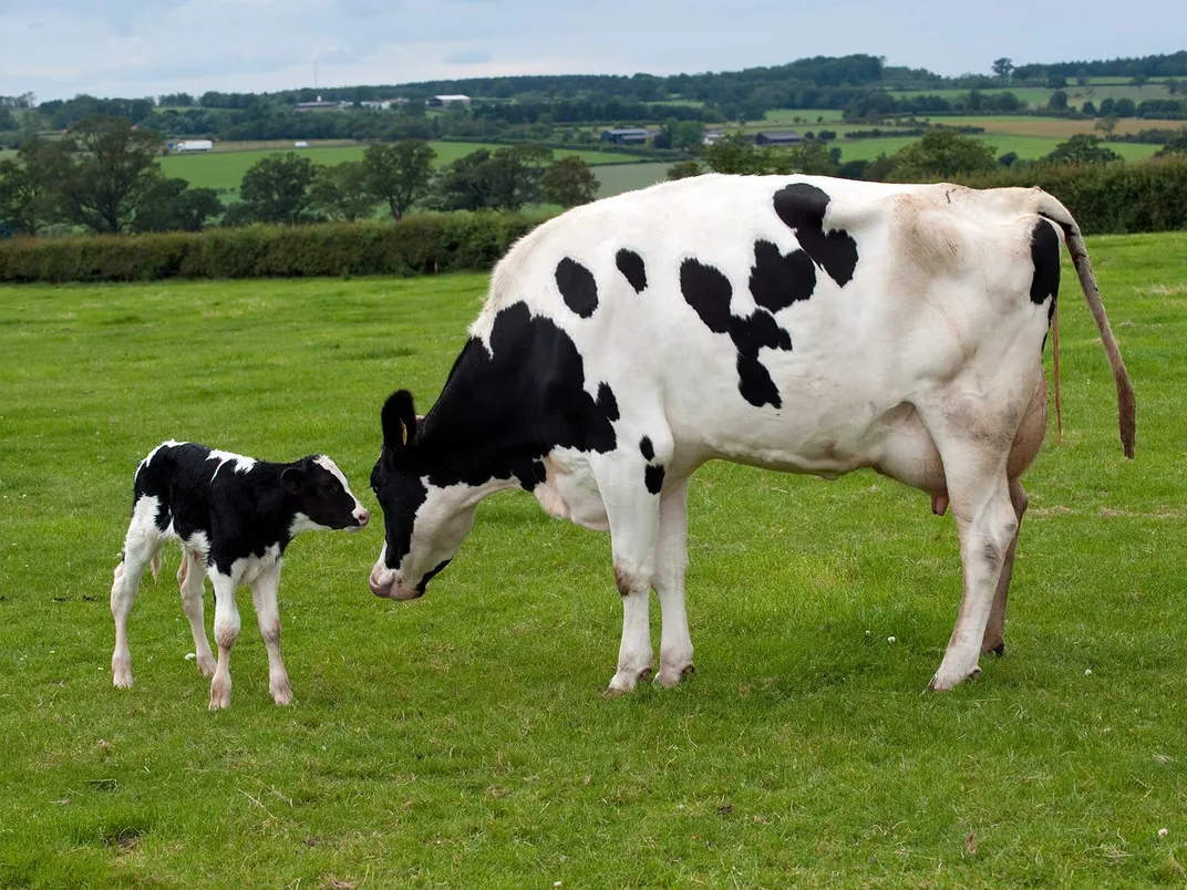 Holstein Mother and Calf
