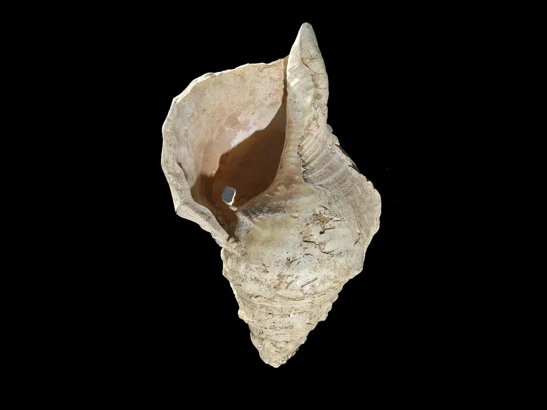 Marine shell from Marsoulas cave