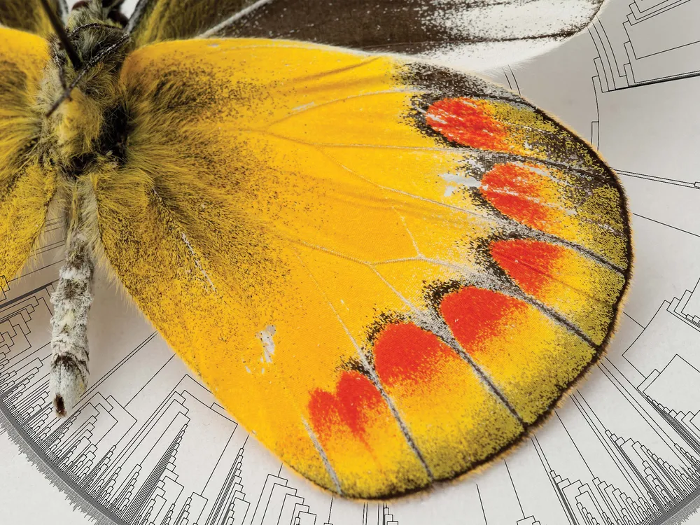 a yellow and orange colored butterfly