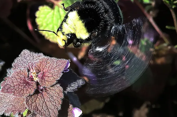 Yellow-faced Bumblebee zooming in thumbnail