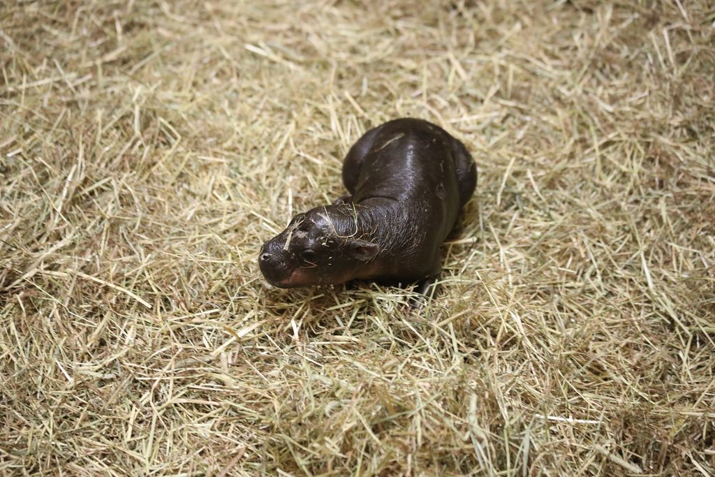 Small baby hippo surrounded by grassy hay