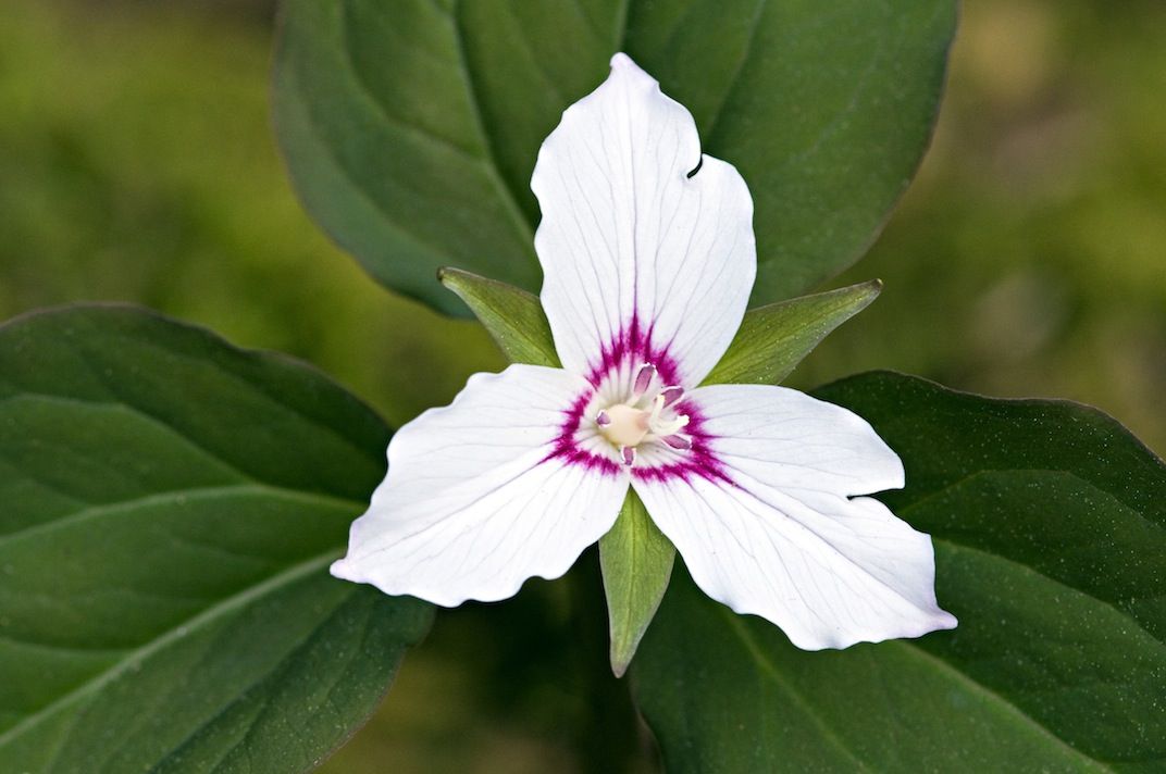 Painted Trillium, Blue Ridge Parkway, NC. (68/Ed Reschke/Ocean/Corbis)