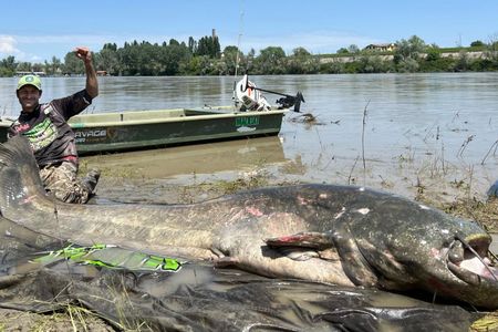 Alessandro Biancardi says he caught the biggest catfish he&#39;d ever seen in his 23 years as a professional fisherman.