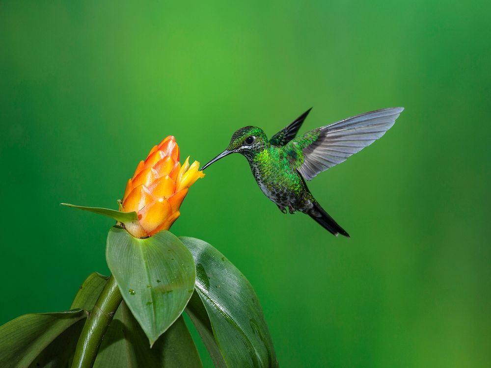 Hummingbird Flying Near Flower