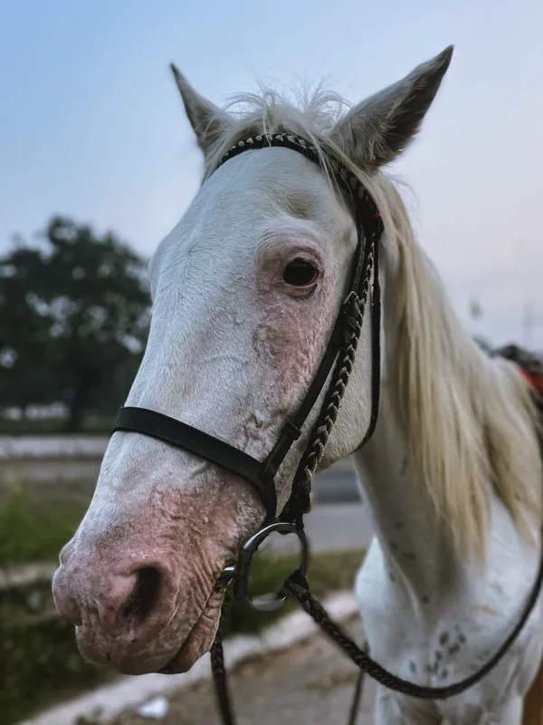 White unicorn thumbnail