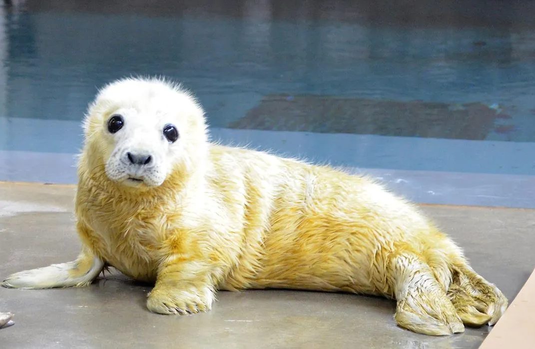 The Zoo's Baby Seal Is Cute and Cuddly, But Don't Be Fooled | At the  Smithsonian| Smithsonian Magazine