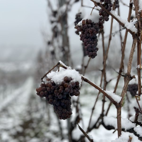 Frozen grapes thumbnail