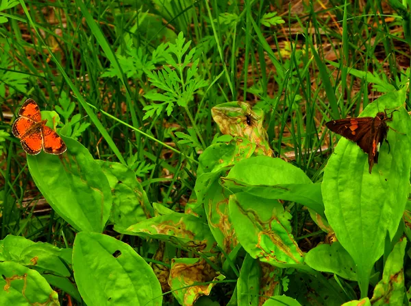 Northern Crescent, and Silver Spotted Skipper Butterflies thumbnail